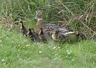 (44) Parc Ker Anas, Saint Andre des Eaux